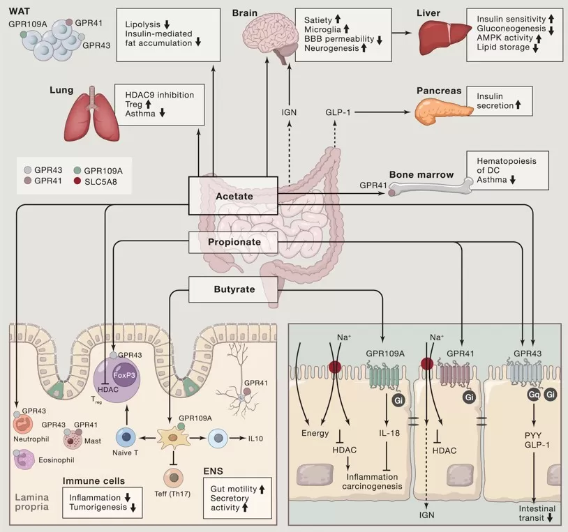 Diagram showing microbial fermentation of dietary fiber into SCFAs (acetate, propionate, butyrate) and their metabolic fate in host tissues.